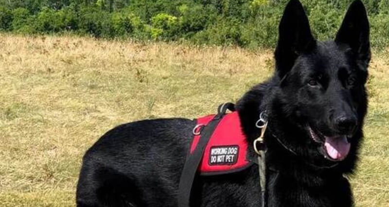 Patriot K9 Service Dog