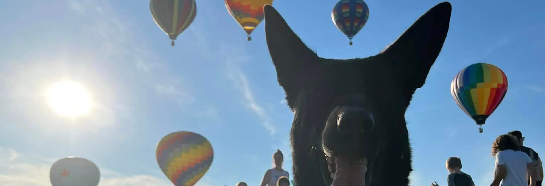 Patriot K9 Service Dog