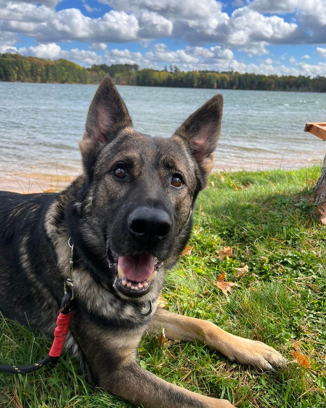 Patriot K9 Service Dog