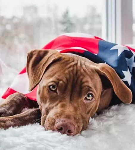 About Us Patriot K9s Of Wisconsin Wausau, Wi About Us Patriot K9s Of Wisconsin Wausau, Wi