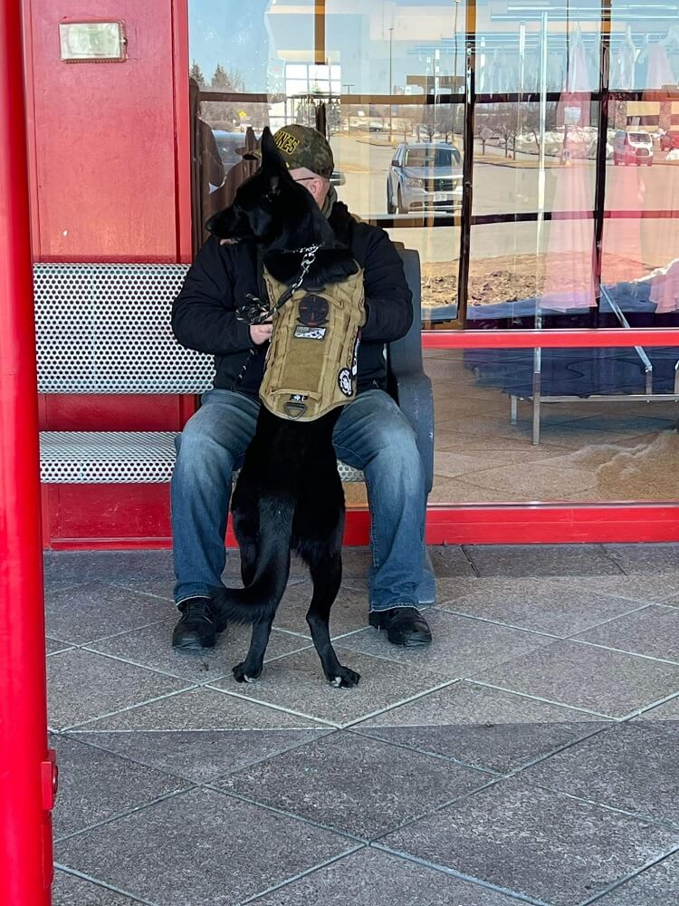 Patriot K9 Service Dog