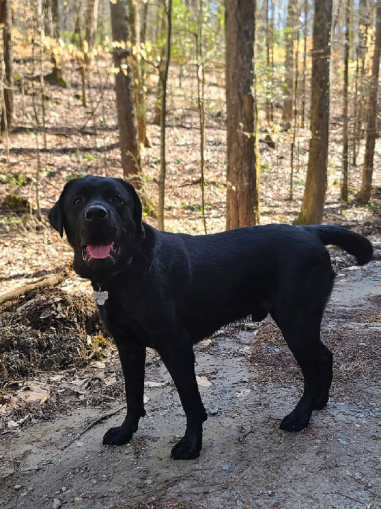 Patriot K9 Service Dog