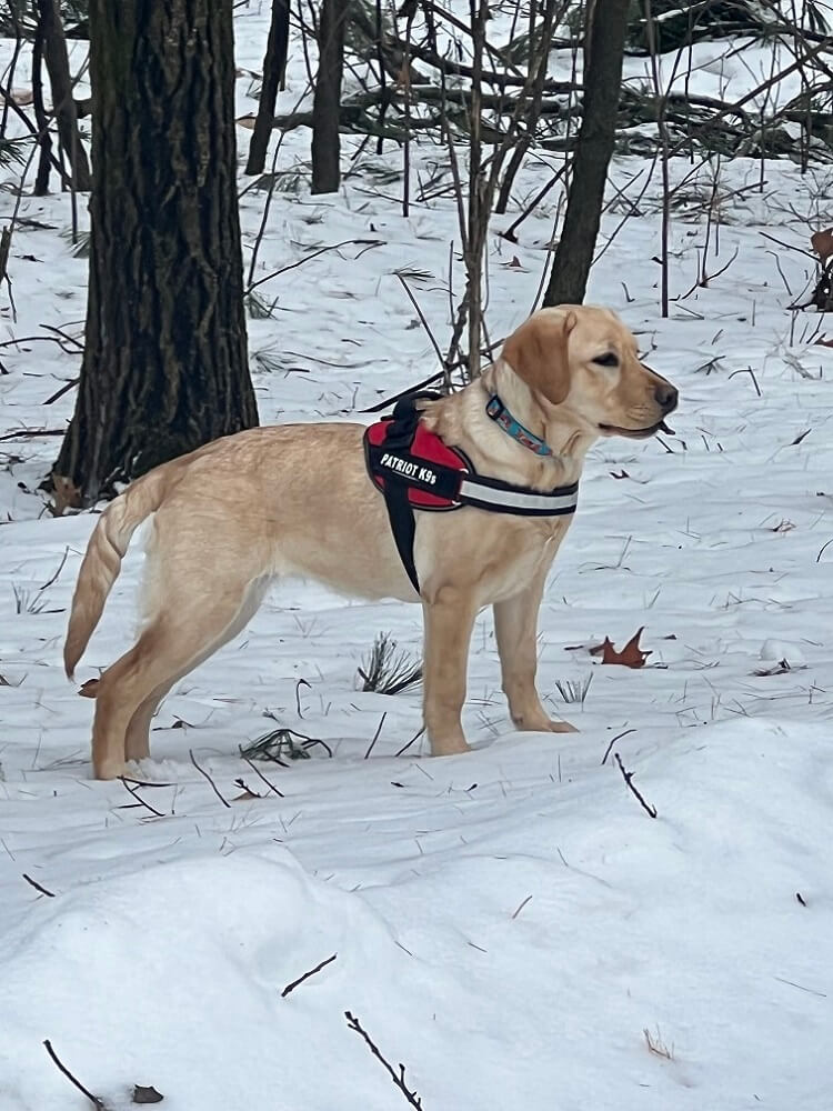 Patriot K9 Service Dog