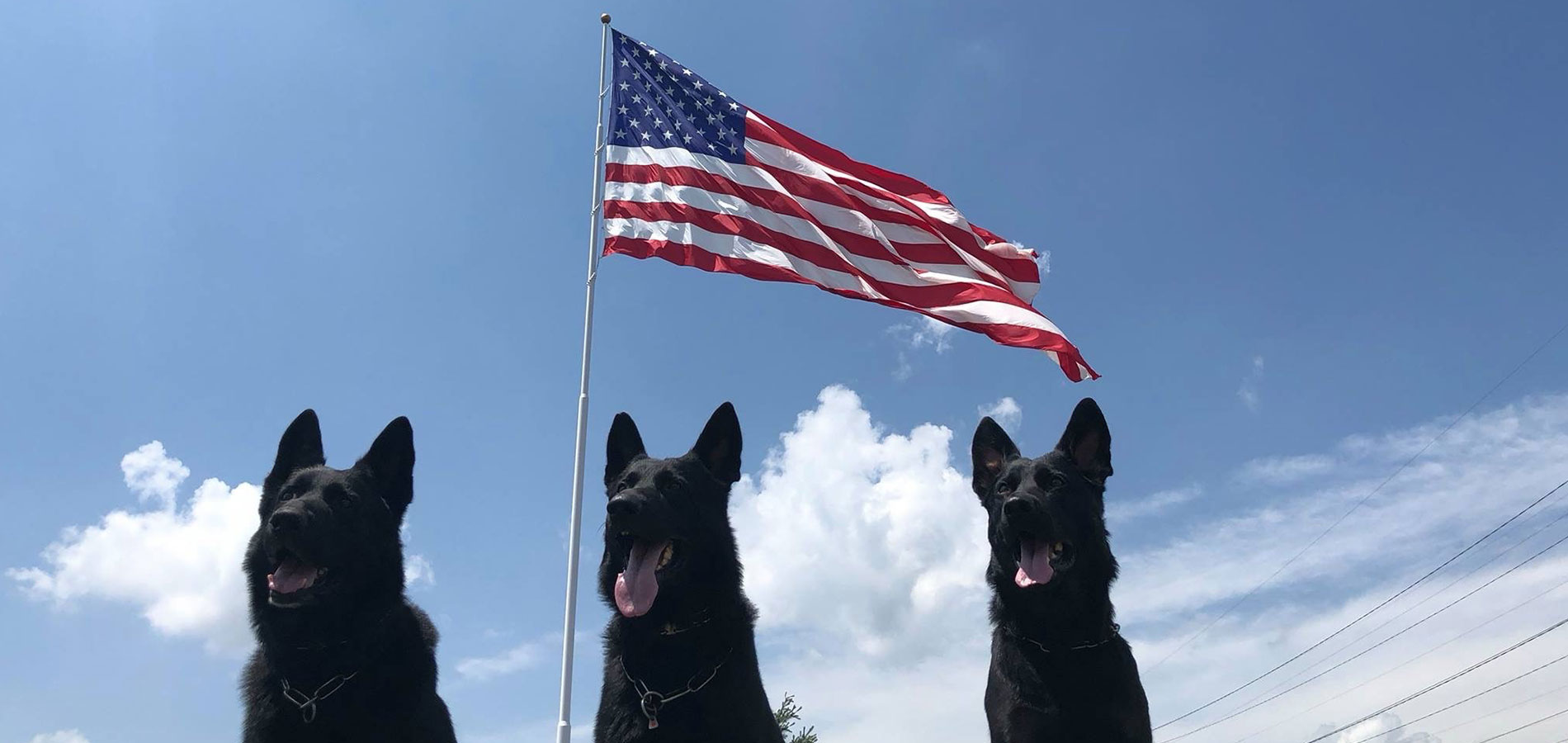 Dogs In Front Of American Flag